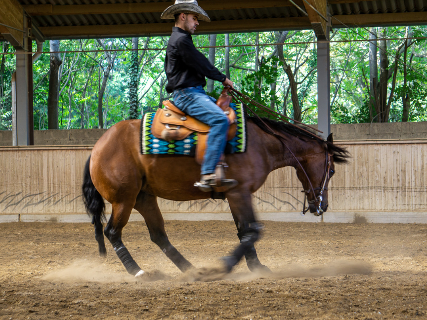PK Performance Horses Training, showing and starting of reining horses